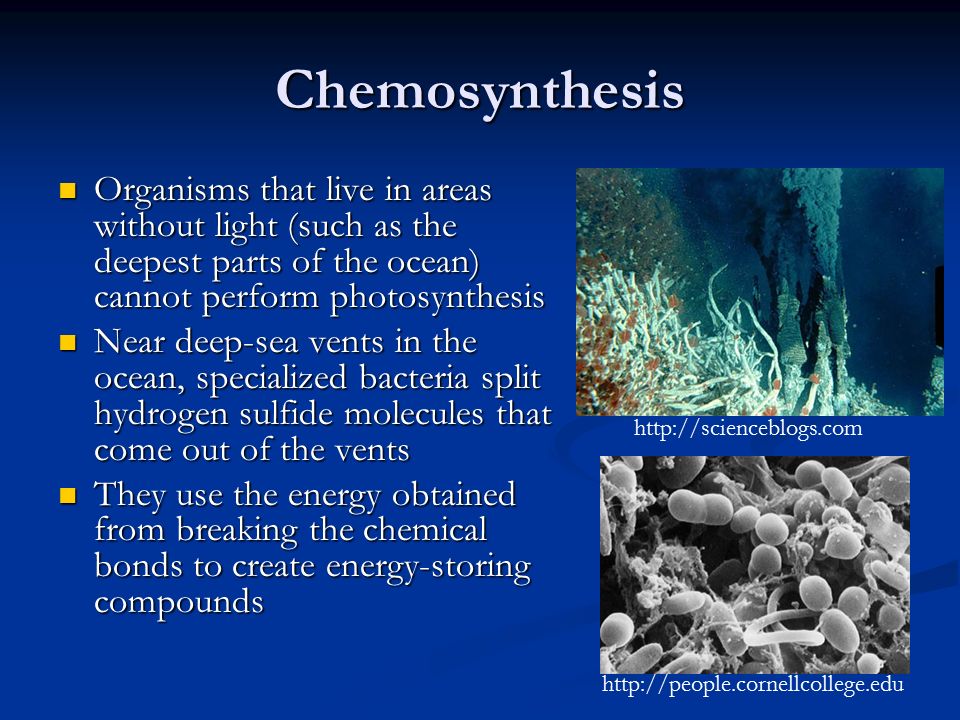 Photosynthesis: Not just for plants